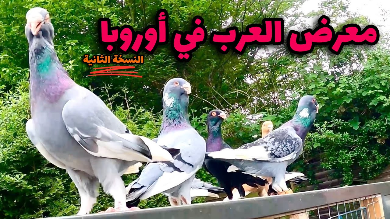 معرض العرب للطيور في أوروبا 😱 النسخة الثانية عند الاخ ابو راشد ​⁠@Abu_Ahmad_Geo