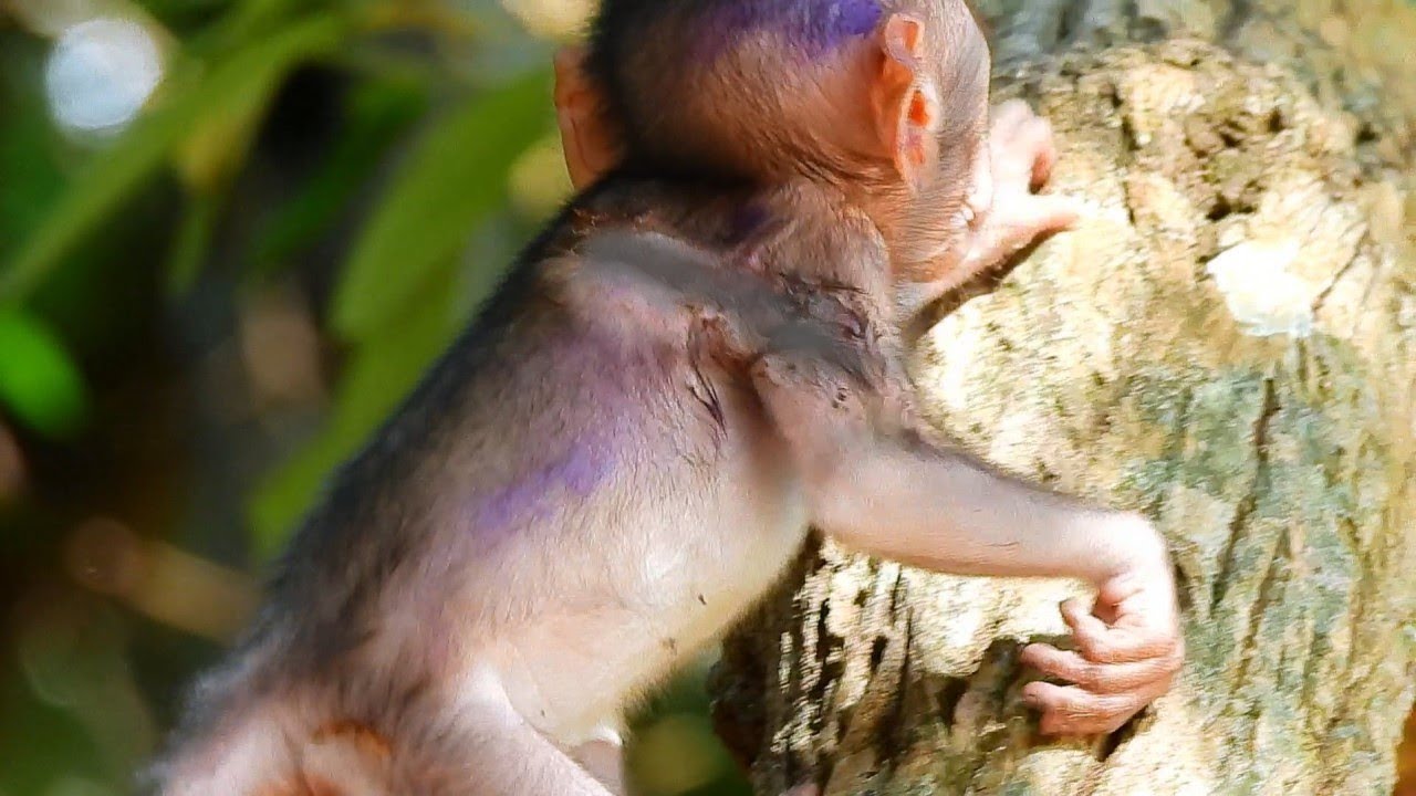 Breaking Heart..!! Poor Baby Monkey Cinn She Try Climbing The Tree But Active Only Three Fingers...!
