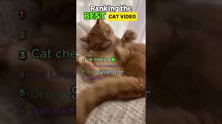 Best Orange Cat Compilation #cutecats #cat #catshorts #kitten #kittens #cute #kittenshorts