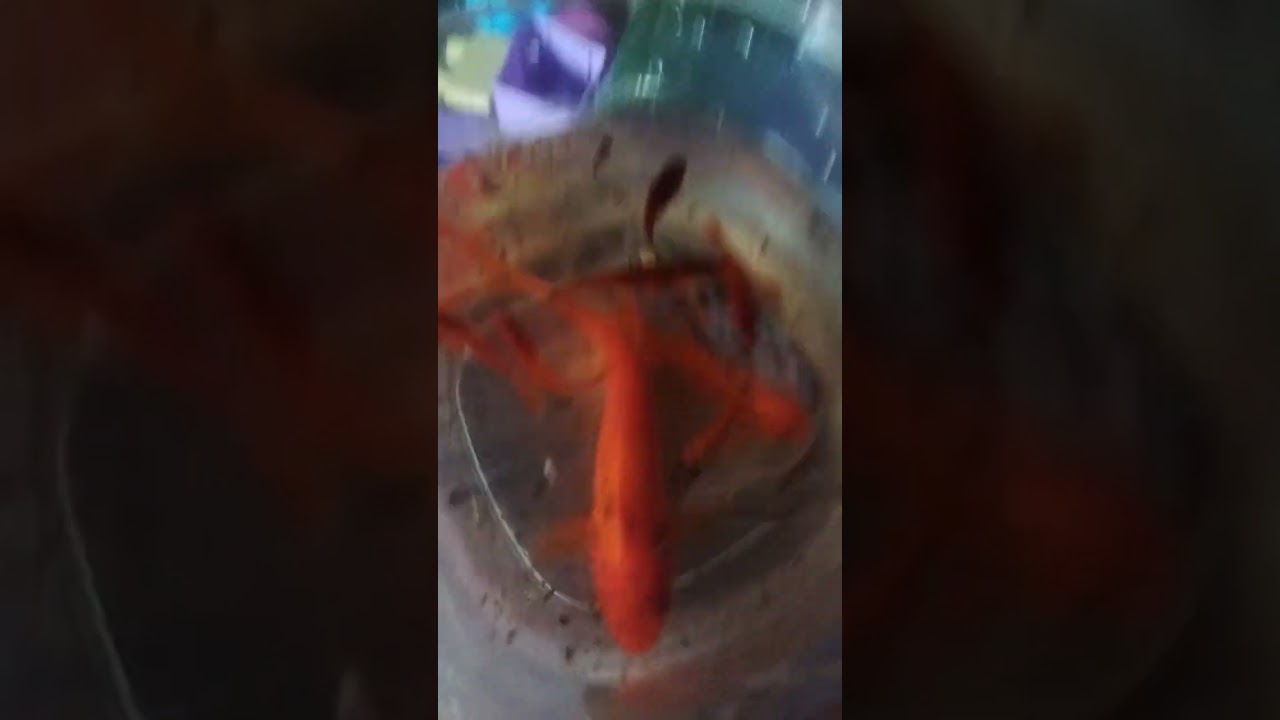 Cara membersihkan akuarium part 1 