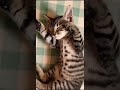 バレリーナカプチーノ　Ballerina cuppcino #ballerinacappucina #italianbrainrot #cat