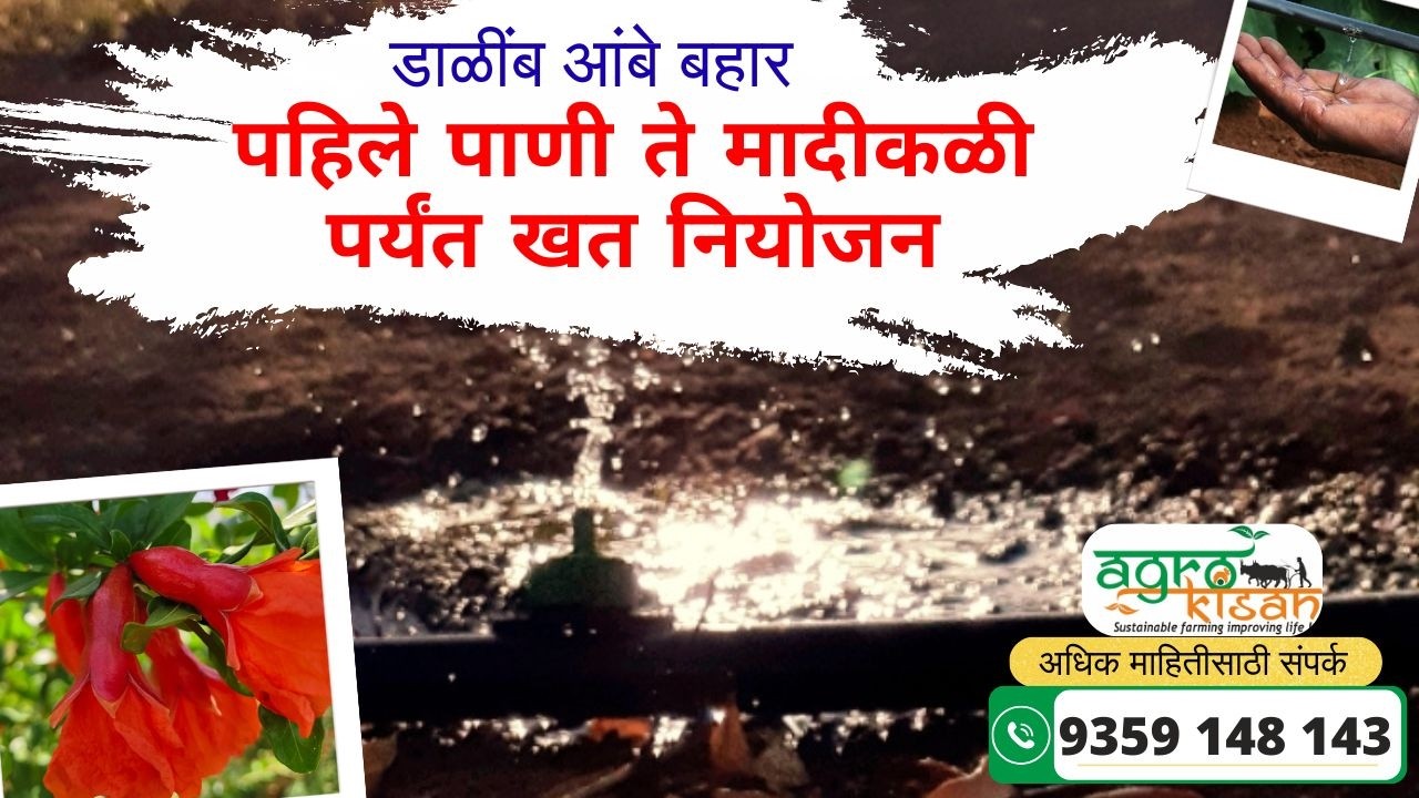 🔴 AGRO KISAN | आंबे बहार | पहिले पाणी ते मादीकळी पर्यंत खत नियोजन ? #dalimb #agrokisan #pomegranate