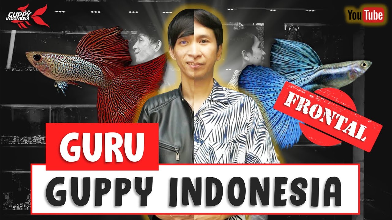 TENTANG GUPPY UNTUK PEMULA. ILMU MAHAL DARI GURU GUPPY INDONESIA