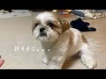 【シーズー】パパと仲良ししてると思いきや。。。【犬Vlog】