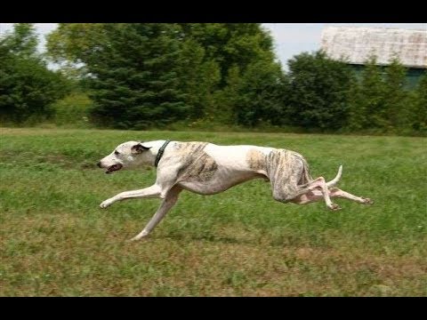 what is the fastest breed of dog