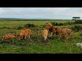 Acacia Male Lions with Offbeat Pride Lionesses | Masaimara | 5 March 2026