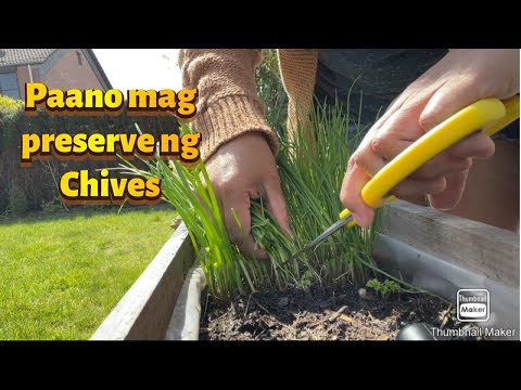 Preserving Chives / Paano mag preserve ng Chives / Buhay sa Germany