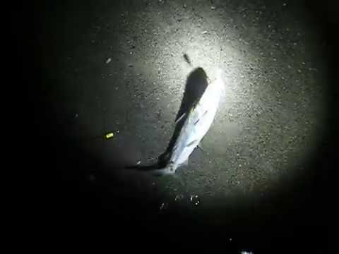 FISHING Cocoa Beach FLORIDA NIGHT FISHING Surf Fishing from shore