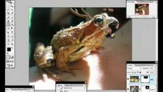 Animal Tutorial screenshot 3
