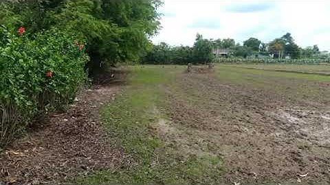 🔴 đất đã bán. bán đất lúa ấp 3 xã Tân ân cần đước long an dt👉 1345m2 giá 800triệu