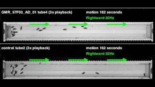 GMR_57F03_AD_01_UAS_shi_Zeus_20110216T104209 motion (seq3)
