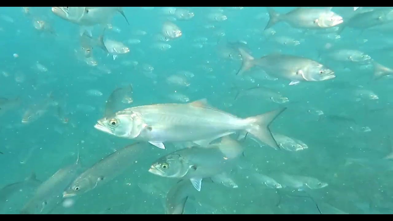 Shore Dive Spearfishing - Transkei - 2024