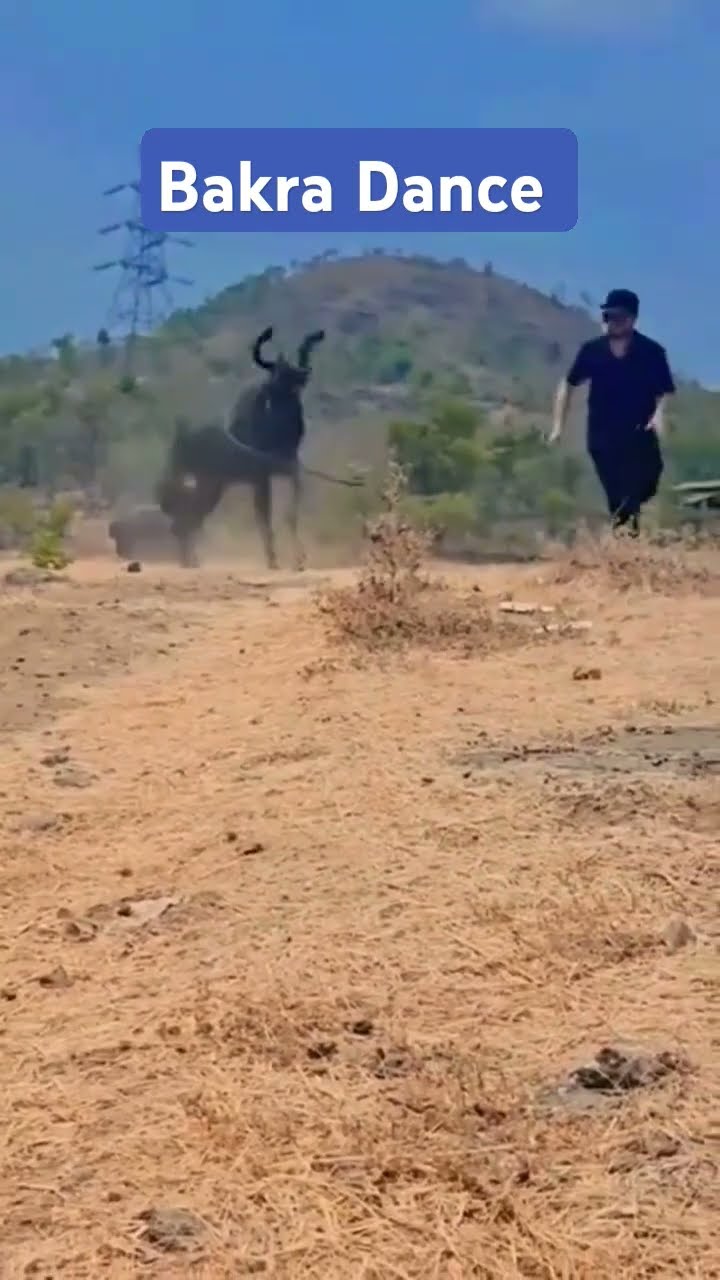 Bakra Dance | Goat Dance #bakra #bakar #shorrts - YouTube