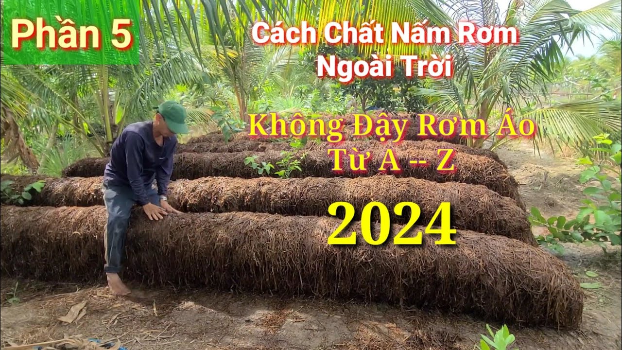 Chia Sẻ Kỷ Thuật Trồng Nấm Rơm Ngoài Trời Không Đậy Rơm Áo Đón Tết 2024 ...