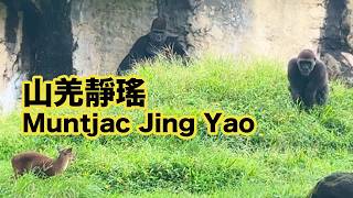 山羌靜瑤與迪亞哥家族Muntjac Jing Yao And Gorilla D'jeeco Troop