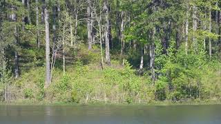 Alabama Bigfoot A Dogman Shape