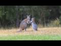 Australian Wildlife Wallabies Fighting 1