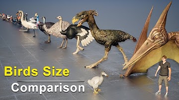 Birds Size Comparison 3D | Living and Extinct