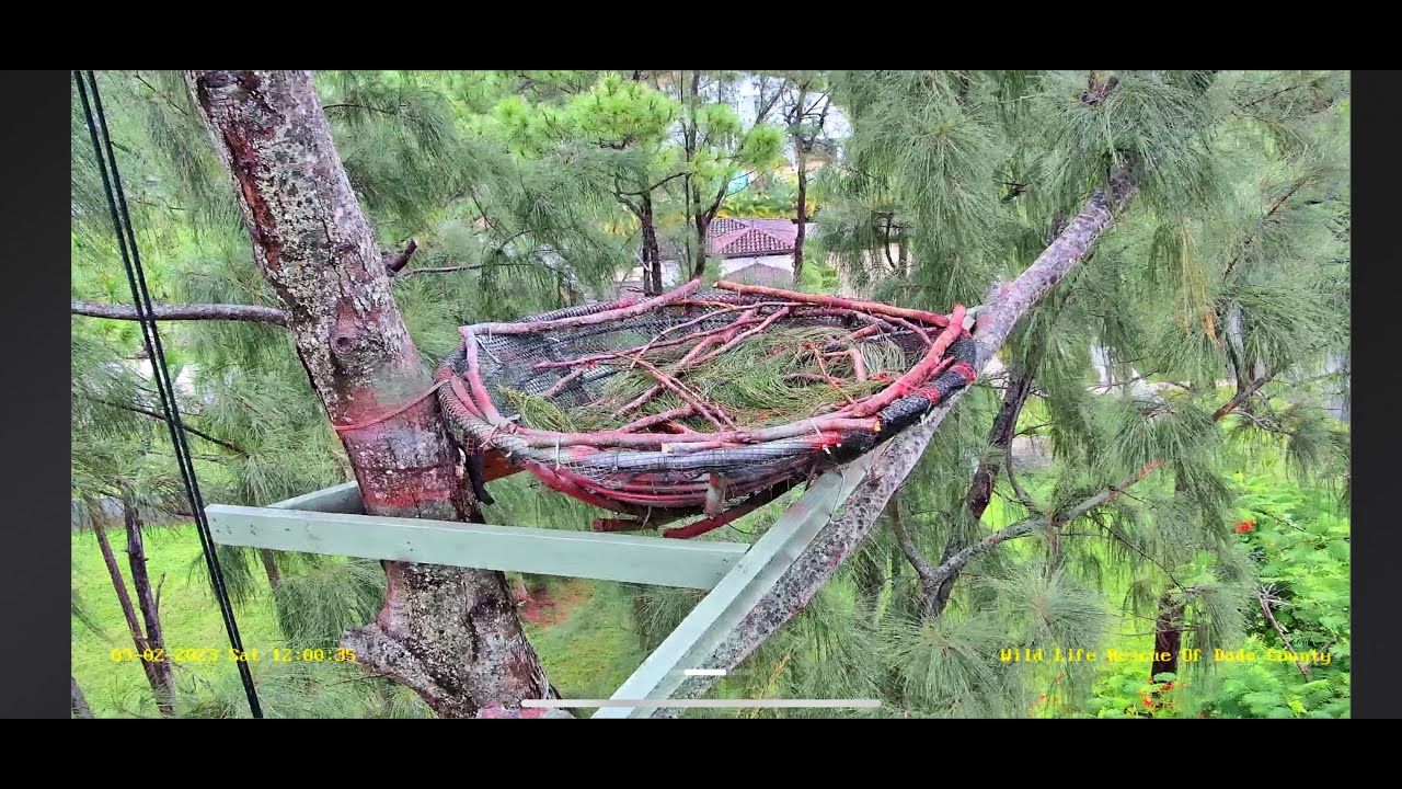 Miami-Dade Eagle Nest