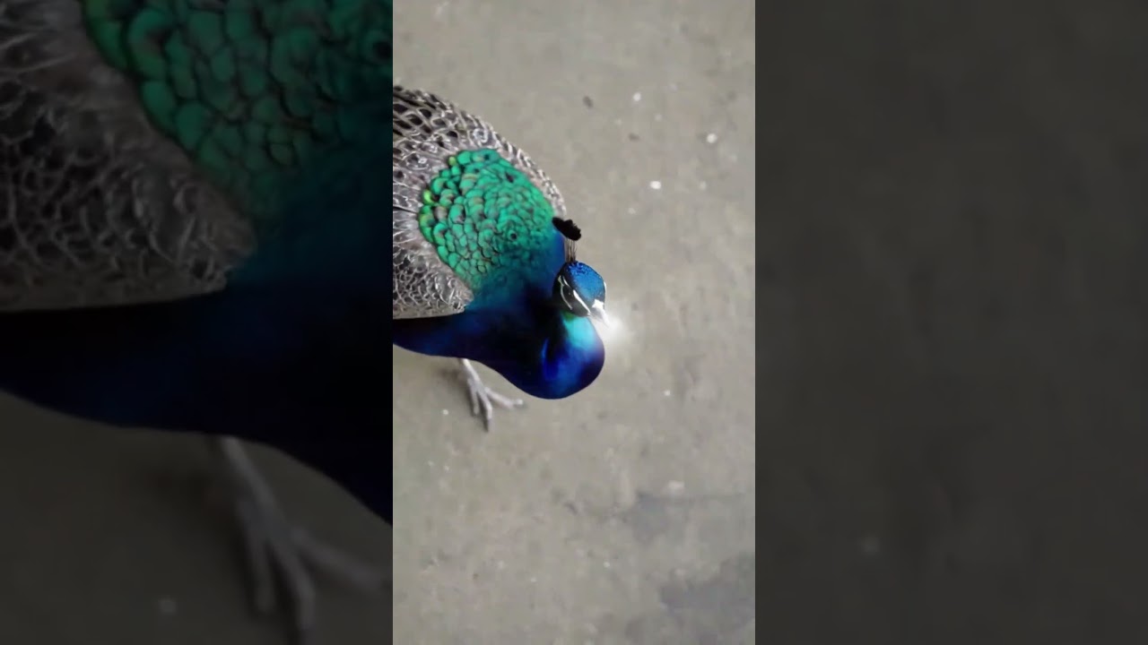 UNEXPECTED CoinArt Reveal! 🤯 Animated Peacock Leads to Masterpiece! 