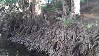 Ahuehuete, el árbol nacional de México