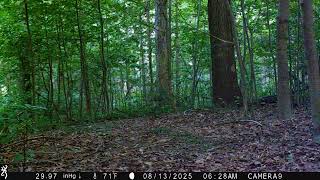 Whitetail Deer Fawn Startled in the Woods