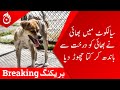 Brother tied his another brother to a tree and released the dog in sialkot aaj news
