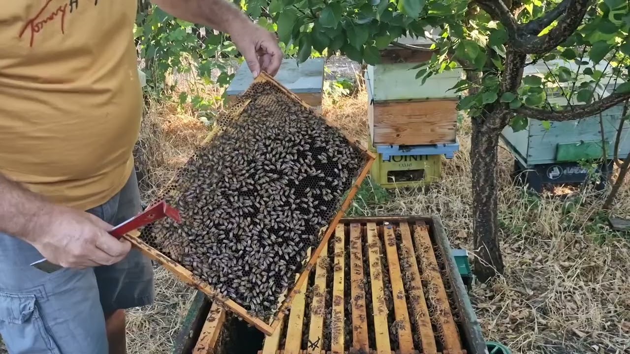 ALBINA,CARE TE MÂNGÂIE PE OBRAZ!