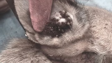 Protect Your Dog From Many Ticks Attacking - How We Can Remove All Ticks From Dogs @FamilyKun