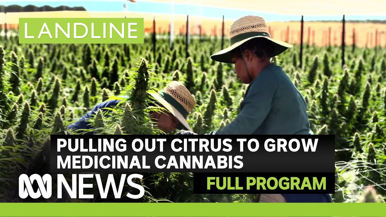 Landline | We visit one of Australia's largest outdoor cannabis farms | ABC News In-depth