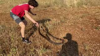 Nice African rock python caught and released in South Africa