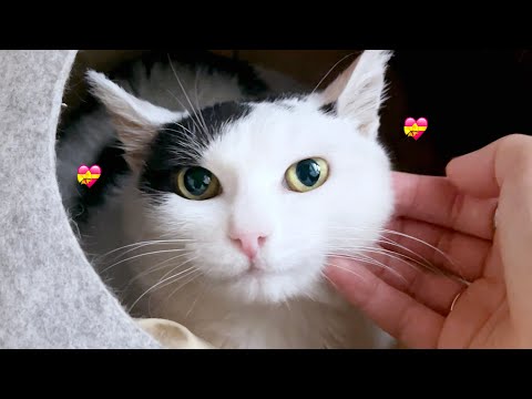 🍡 <strong>모네</strong> 볼 쭈물쭈물해도 피 안 보는 집사 일상 브이로그 vlog.