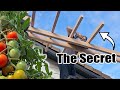 How to Build the WORLDS BEST TOMATO TRELLIS!