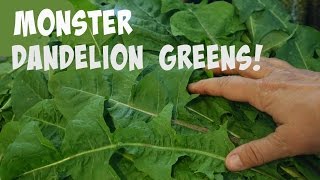 Cooking Monster Dandelion Greens: One Weird Trick!