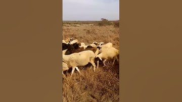 🐑 SHEEP 🐑#SHEEP #SHORTS #SHORT #SHORTSSHEEP #SHORTSHEEP #SHEEPSHORTS #SHEEPSHORT #VIRAL #CUTESHEEP