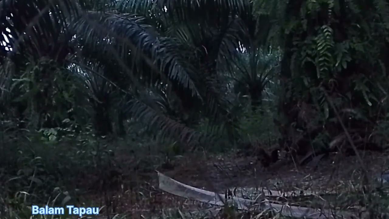Mikat ayam hutan jam 5 subuh dapet ayam yang gagah dan pemberani