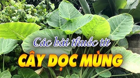 ĐIỆN BIÊN - Các bài thuốc từ cây dọc mùng | Vị thuốc quanh ta