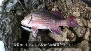 【ガンクラフト】は【ジョイクロ】だけじゃない。【鮎邪128REST】　　パプアンバス、バラマンディ、マングローブジャックに効く。