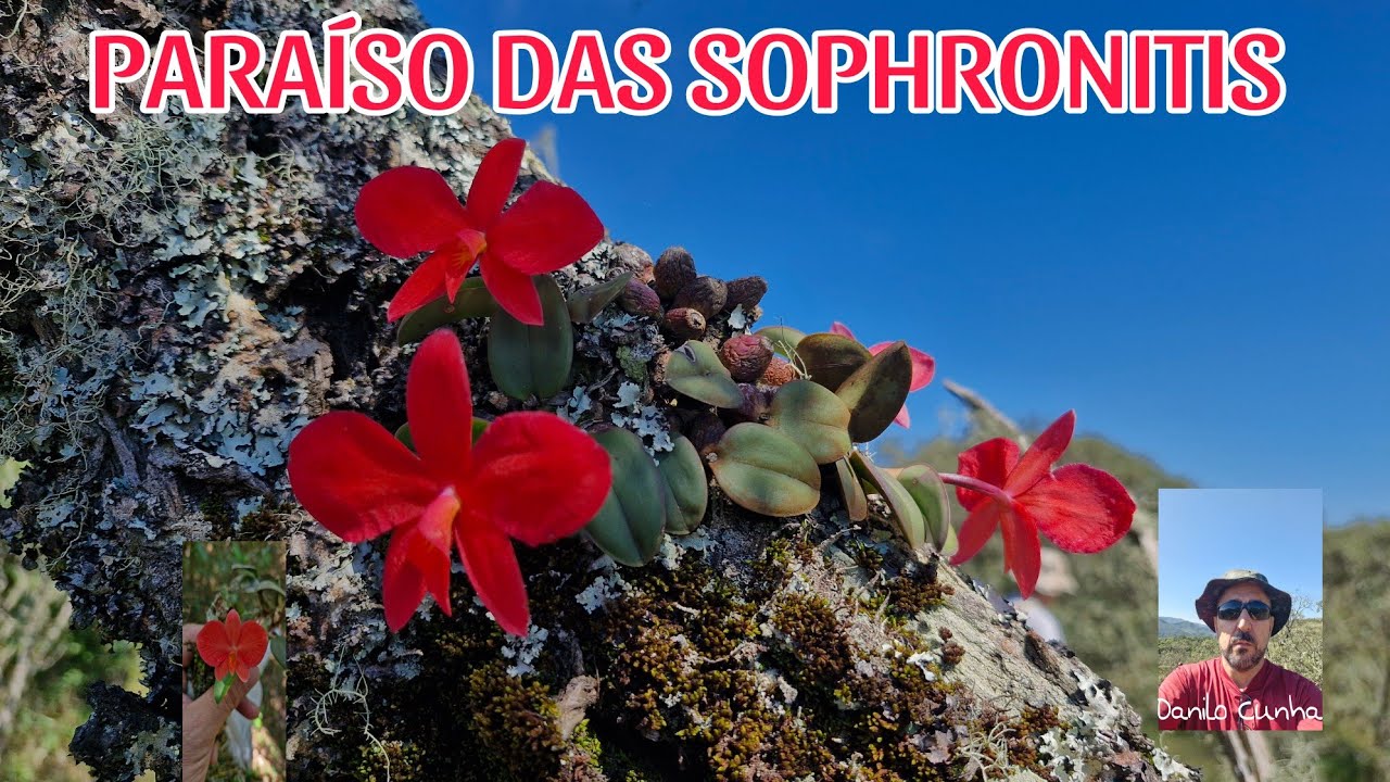 PARAÍSO  DAS SOPHRONITIS