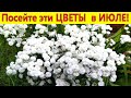 Что посеять в июле? Посадите эти цветы, они порадуют цветением в следующем году.