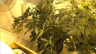 WeedWizard Grows 04302014