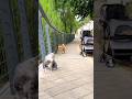 dog runs away scared of cat