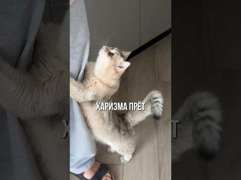 Чудо кошка🩷