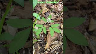 Panax trifolius, aka dwarf #ginseng . A NY native plant #nativeplants