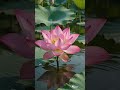 latest flower care tips. #garden #gardenshorts #shorts #viralshorts #viralgardening #gardeningtips