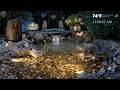 LIVE 🔴 Mom Raccoon and 4 Baby Raccoons Tuesday Evening in A Georgia Backyard at the Pond  #live