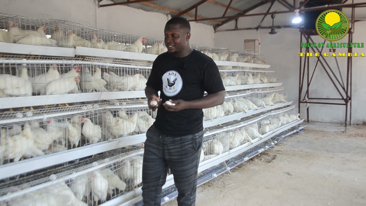 Youth in poultry farming 🇬🇲🐓 Turning chickens into opportunities 