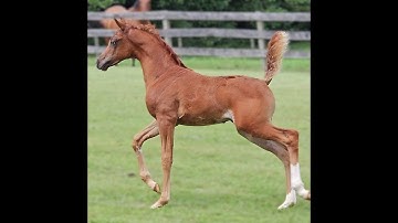 Magics Miracle (Magic Elixir x Shahsrias Scarletrose by Bellagio RCA)