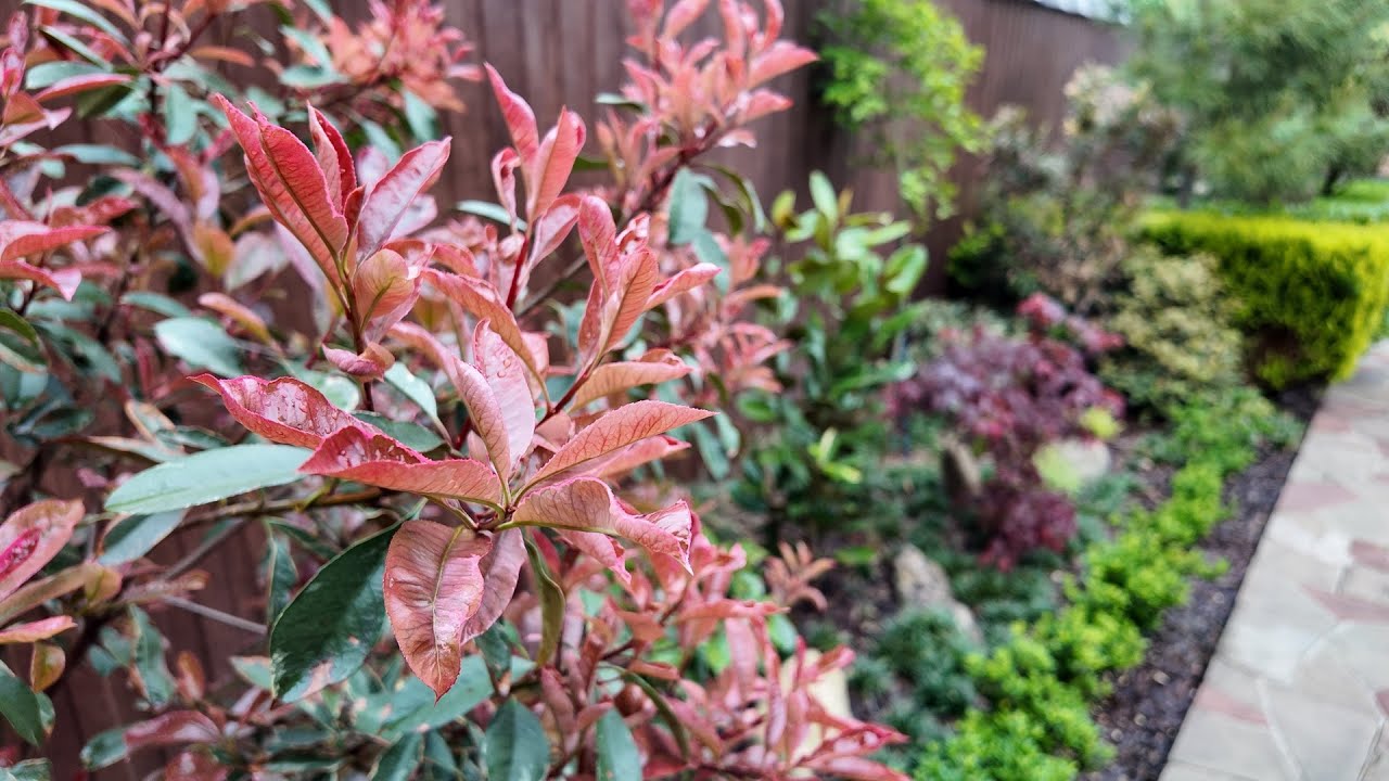 Как выбрать самую выносливую Фотинию