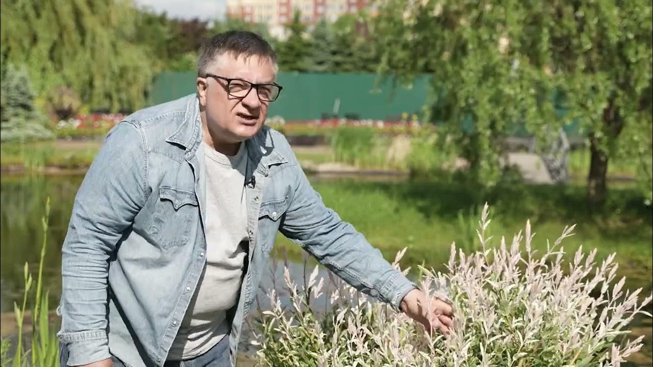Андрей туманов биография личная жизнь Полюбил я хакуро нишики! - YouTube
